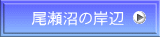 尾瀬沼の岸辺
